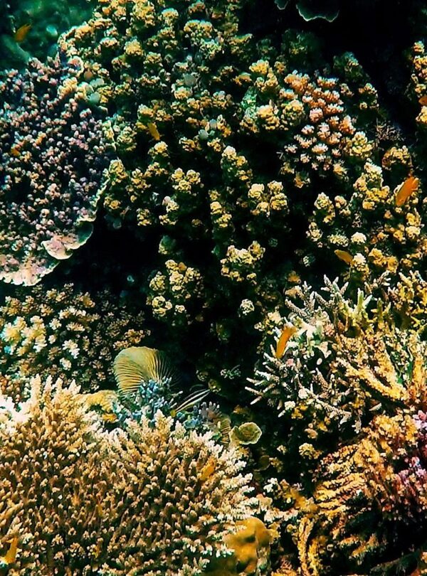 coral-garden